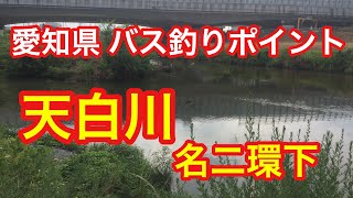 天白川 名二環下 愛知県 バス釣りポイント ブラックバス ナマズ [upl. by Akirej]