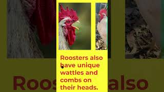 What should you know about Rooster funfacts101 facts wildlife animals rooster topgun chicken [upl. by Boj]