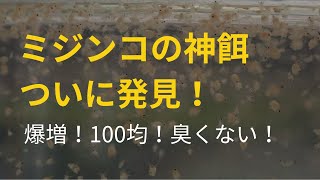 知らなきゃ損！最強最速のミジンコの餌みつけた [upl. by Meyers]