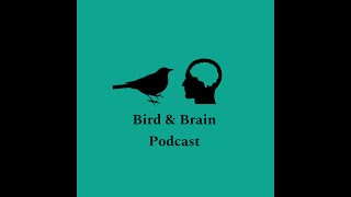 EP 1 Bird and Brain Podcast  about us [upl. by Guglielma100]