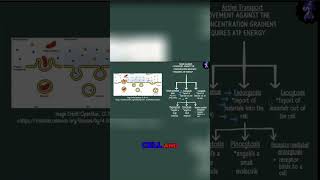 Endocytosis vs Exocytosis Understanding Cell Transport [upl. by Derna]