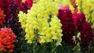 How to care Snapdragon 🐊 Dog 🐶 flowers plantsAntirrhinum majus Best👍💯 winter flowers plants [upl. by Teahan]