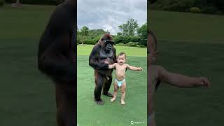 Baby dances with gorillas cute gorilla animalsbaby shorts funny love [upl. by Dronel]