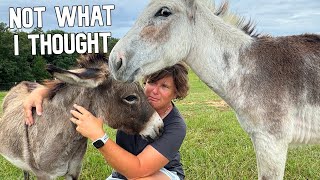 You Wont Believe How The Donkeys Reacted to Adding The Babies Back [upl. by Sergeant]