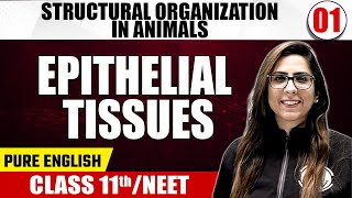 STRUCTURAL ORGANIZATION IN ANIMALS PART 1 01  Epithelial Tissues  Zoology  Class 11th  NEET [upl. by Evelin715]