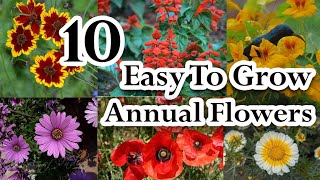 10 Easy To Grow Winter Annual Flowers With Little Maintenance [upl. by Lleon]