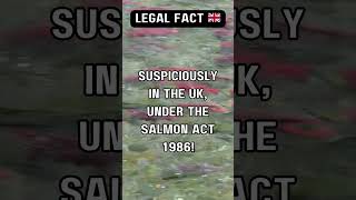 Handling Salmon in the UK 🇬🇧 [upl. by Naejarual]