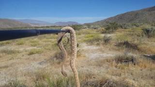 Sheep Canyon Highlights  Anza Borrego CA [upl. by Justinian]