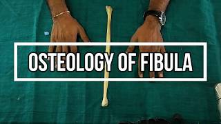 Osteology of Fibula [upl. by Ber888]