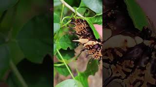 Giant caterpillars Troides aeacus the golden birdwing [upl. by Lucita]