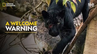 A Welcome Warning  The Real Black Panther  हिन्दी  Full Episode  S1  E1  Nat Geo Wild [upl. by Caitlin586]