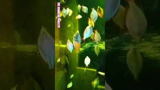 The RainbowFish Praecox OdieRainbowFish [upl. by Inavoj]