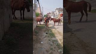 Horse Ride 🙉🙉 hobbledown Hounslow shorts viralshorts ytshorts fyp themepark amusementpark [upl. by Cand73]