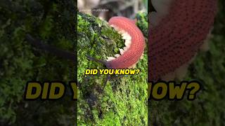 Totally Radula detailenjoyer didyouknow nowyouknow Red velvet worm mollusk insect nature [upl. by Ayetal613]