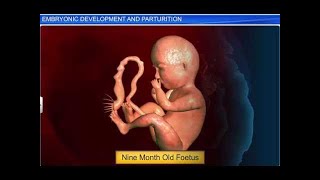 CBSE Class 12 Biology Human Reproduction – 5 Embryonic Development and Parturition [upl. by Nedyaj]