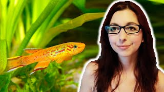 Killifish Beginner Care Guide  Get To Know The Killifish [upl. by Navannod]