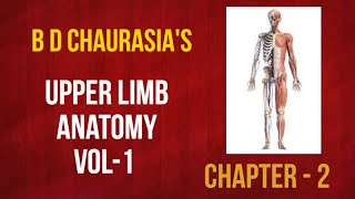 CLAVICLE BONE  PART2BONES OF UPPER LIMBHUMAN ANATOMY OSTEOLOGY [upl. by Nepean]