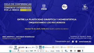 ENTRE LA PLASTICIDAD SINÁPTICA Y HOMEOSTÁTICA ORQUESTANDO LOS RECUERDOS [upl. by Aynuat]