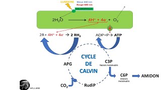 La photosynthèse dans le chloroplaste [upl. by Alegnad]