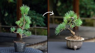 Creating a Pine Bonsai [upl. by Enelram20]