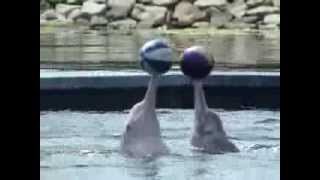 Amazing dolphins playing with volleyball [upl. by Levesque2]