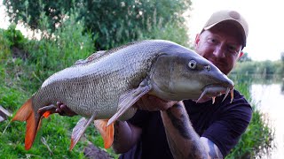 BARBEL FISHING  Back on The RIVER [upl. by Davidson]