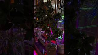 festivalwedding home light decoration  luxury house  🎆 trending decoration views viralvideo [upl. by Airlia]