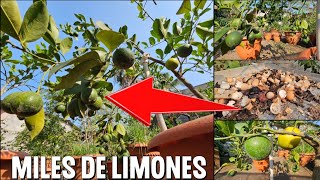 Como lograr miles de Limones abonando con Cáscara de HUEVO Y de BANANO [upl. by Adnohr]