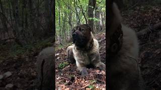 Kangal Vs Dogo Argentino  İnanılmaz Karşılaşma😱😱 shorts [upl. by Atalante]