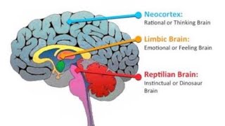 CÉREBRO TRINO  REPTILIANO  LÍMBICO  NEOCÓRTEX [upl. by Eseekram]