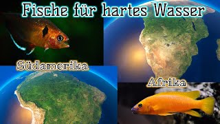 Fische für hartes Aquariumwasser  Südamerika Edition  Afrika Edition  Malawi amp Tanganjika [upl. by Quentin]