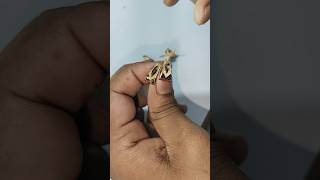 Gold j butti design hand machine ❤️😘🥰viralvideo golddesig goldjewellerydesign goldmaking [upl. by Kinnard195]