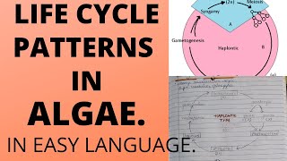 DIFFERENT PATTERNS OF LIFE CYCLE IN ALGAEExplanation With notesbscbotany [upl. by Arayt]