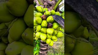 Coconut tree growing techniques coconut shorts shortvideo viralvideo [upl. by Ynaffad]