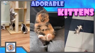 Adorable fluffy kittens to make your day happy Comment your favorite 029 Subscribe for more [upl. by Suanne]