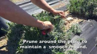 How to prune lavender plants in spring [upl. by Edrahc]