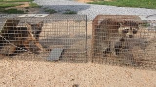 Trapping Critters for Catch and Release Using Live Traps [upl. by Sahpec680]