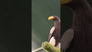 Worlds largest eagle eagle birds wildlife big nature viralvideo shortvideo fly shorts [upl. by Einhorn742]