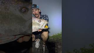 Mulloway👻 fishing mulloway fish jew jewfish shorts [upl. by Pomeroy]