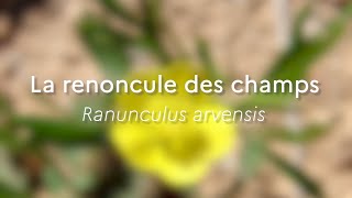 Ranunculus arvensis Especes phares [upl. by Ycats]