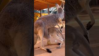 Cute kangaroo kid trying to hide kangaroo birds animals funnyanimals dog pets mother wild [upl. by Inek180]