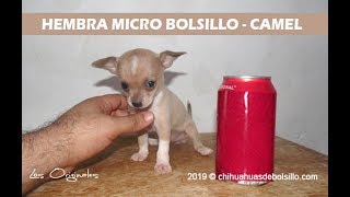 Cachorros Chihuahua Tacita De Te en Venta  chihuahuasdebolsillocom [upl. by Elliott122]