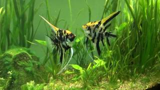 Mated Angelfish [upl. by Letha168]