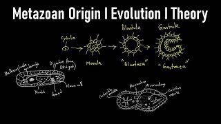 Metazoan Origin I TheoryI Evolution I Metazoa Definition Biology I Metazoan Animals I Metazoan Phyla [upl. by Buchheim]