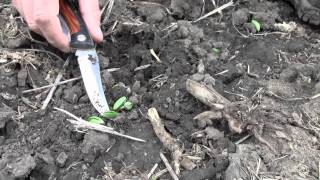 Soybean Emergence and Germination Common Issues [upl. by Ecenahs]