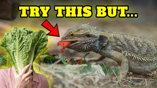 Vegetables for bearded dragon what you should know [upl. by Balfore]