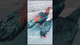 two year old couple 🤣🤭 love couple treanding viralvideo birds [upl. by Akehsal]