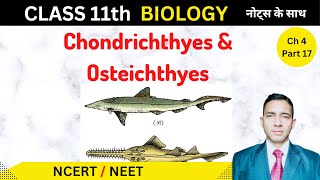 Class Osteichthyes  Class Chondrichthyes  in hindi  Biology Class 11 [upl. by Averil212]