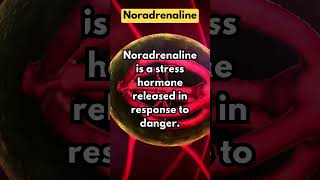 Noradrenaline [upl. by Tuhn]