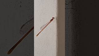 Damselfly takes off 豆娘起飞 Damselfly berlepas [upl. by Erasaec]